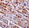 C1q And TNF Related 3 antibody, GTX85505, GeneTex, Immunohistochemistry paraffin image 