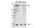 Transcriptional regulator ATRX antibody, 10321S, Cell Signaling Technology, Western Blot image 