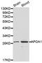 Apolipoprotein A1 antibody, LS-B15328, Lifespan Biosciences, Western Blot image 
