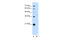 Replication Factor C Subunit 3 antibody, 30-152, ProSci, Western Blot image 