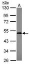 GTP Binding Protein 3, Mitochondrial antibody, PA5-31323, Invitrogen Antibodies, Western Blot image 