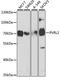 Nectin Cell Adhesion Molecule 2 antibody, A5378, ABclonal Technology, Western Blot image 