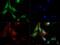 Caspase 9 antibody, GTX30245, GeneTex, Immunofluorescence image 