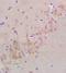 Nogo-66 receptor antibody, orb11145, Biorbyt, Immunohistochemistry paraffin image 