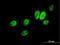ERCC Excision Repair 8, CSA Ubiquitin Ligase Complex Subunit antibody, H00001161-B01P, Novus Biologicals, Immunofluorescence image 