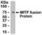 Melanocyte Inducing Transcription Factor antibody, XW-7806, ProSci, Western Blot image 