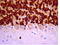 RNA Binding Fox-1 Homolog 3 antibody, GTX30773, GeneTex, Immunohistochemistry paraffin image 