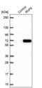 E3 ubiquitin-protein ligase RNF6 antibody, PA5-58746, Invitrogen Antibodies, Western Blot image 