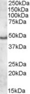 Apolipoprotein L5 antibody, MBS421885, MyBioSource, Western Blot image 
