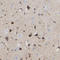 LIF Interleukin 6 Family Cytokine antibody, HPA018844, Atlas Antibodies, Immunohistochemistry frozen image 