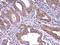 Cell Division Cycle 20 antibody, A00382-1, Boster Biological Technology, Immunohistochemistry frozen image 