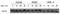 ISG15 Ubiquitin Like Modifier antibody, LS-B6673, Lifespan Biosciences, Western Blot image 
