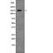 Regulatory Associated Protein Of MTOR Complex 1 antibody, abx218386, Abbexa, Western Blot image 