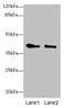 G Protein-Coupled Receptor 17 antibody, LS-C377478, Lifespan Biosciences, Western Blot image 