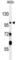 Inositol Polyphosphate-5-Phosphatase F antibody, abx032295, Abbexa, Western Blot image 