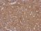 Leucine Rich Repeat Neuronal 2 antibody, PA5-27923, Invitrogen Antibodies, Immunohistochemistry frozen image 