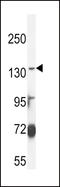 ATP Binding Cassette Subfamily C Member 3 antibody, LS-C155848, Lifespan Biosciences, Western Blot image 