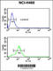 Glyceraldehyde-3-Phosphate Dehydrogenase, Spermatogenic antibody, 63-543, ProSci, Flow Cytometry image 