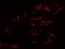 Distal-Less Homeobox 6 antibody, 202544-T02, Sino Biological, Immunohistochemistry paraffin image 