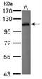 Leukocyte Immunoglobulin Like Receptor B1 antibody, NBP2-15014, Novus Biologicals, Western Blot image 