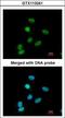 Paired Box 6 antibody, LS-C109502, Lifespan Biosciences, Immunofluorescence image 