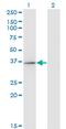 Regulatory Factor X Associated Protein antibody, MA5-19814, Invitrogen Antibodies, Western Blot image 