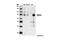 Growth Factor Receptor Bound Protein 10 antibody, 3702S, Cell Signaling Technology, Western Blot image 