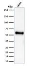 p53 antibody, AE00292, Aeonian Biotech, Western Blot image 