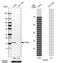 PTGES antibody, HPA045064, Atlas Antibodies, Western Blot image 