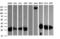 Galectin 3 antibody, LS-B9410, Lifespan Biosciences, Western Blot image 