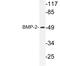 Bone Morphogenetic Protein 2 antibody, LS-B10206, Lifespan Biosciences, Western Blot image 