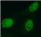 MAF BZIP Transcription Factor antibody, FNab04929, FineTest, Immunofluorescence image 