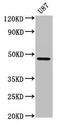 Serpin Family A Member 6 antibody, CSB-PA021062EA01HU, Cusabio, Western Blot image 