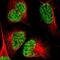 Aly/REF Export Factor antibody, NBP1-90179, Novus Biologicals, Immunofluorescence image 