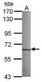 NudC Domain Containing 1 antibody, GTX117006, GeneTex, Western Blot image 
