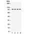 Mitogen-Activated Protein Kinase 6 antibody, R32252, NSJ Bioreagents, Western Blot image 