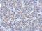 Alcohol Dehydrogenase Iron Containing 1 antibody, NBP2-15298, Novus Biologicals, Immunohistochemistry frozen image 