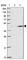 WD Repeat Domain 18 antibody, HPA050193, Atlas Antibodies, Western Blot image 