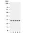 Aquaporin 1 (Colton Blood Group) antibody, R32050, NSJ Bioreagents, Western Blot image 