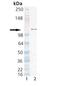 Poly(ADP-Ribose) Polymerase 1 antibody, PA3-951, Invitrogen Antibodies, Western Blot image 