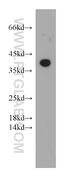 Adenosine A1 Receptor antibody, 55026-1-AP, Proteintech Group, Western Blot image 