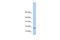 MYC Associated Factor X antibody, 25-560, ProSci, Western Blot image 