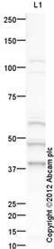 Meis Homeobox 1 antibody, ab19867, Abcam, Western Blot image 