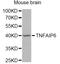 TNF Alpha Induced Protein 6 antibody, A6419, ABclonal Technology, Western Blot image 