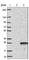 Transmembrane Protein 126B antibody, HPA019186, Atlas Antibodies, Western Blot image 