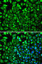 Cytidine Deaminase antibody, LS-C748974, Lifespan Biosciences, Immunofluorescence image 