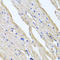 Reticulocalbin 2 antibody, A10286, Boster Biological Technology, Immunohistochemistry frozen image 