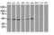 Tubulin Beta 4A Class IVa antibody, LS-C173072, Lifespan Biosciences, Western Blot image 