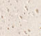 Unc-51 Like Autophagy Activating Kinase 1 antibody, 7335, ProSci, Immunohistochemistry frozen image 