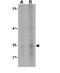 Endonuclease G antibody, GTX84986, GeneTex, Western Blot image 